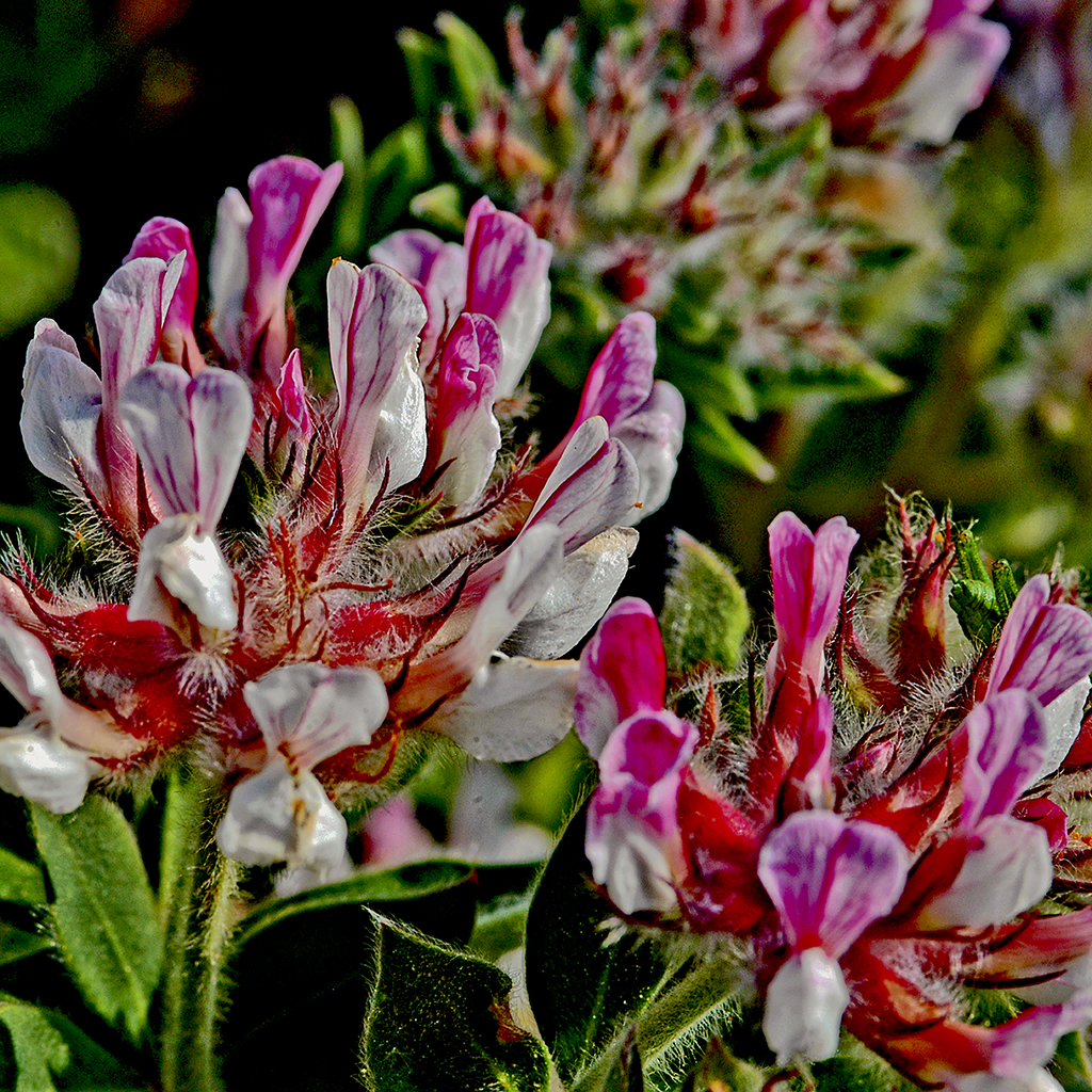 FIORITURE MEDITERRANEE (18).JPG